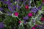 Lila (1 von 1).webp