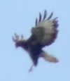 MalWiederVogel.webp