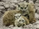 Erdmännchen (1 von 1).webp