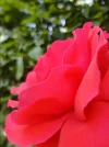 DSC07781.webp