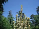 DSCF7346.webp