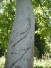 DSCF7356.webp
