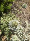 050.webp