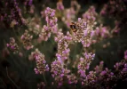 Hummel (1 von 1).webp