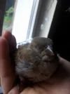 20150721_062917.webp