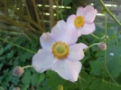 Anemone2.webp