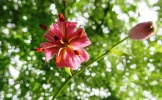 053.webp