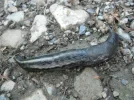 DSCF7363.webp