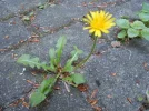 DSCN6859.webp