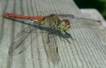 20150809_140627.webp