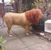 Dogge-Löwe.webp