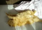 Sissi.webp