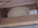 Hornissennest (2).webp