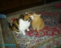 Sissi + Tiggy 23.03.14.webp