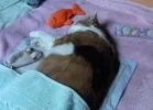 Tiggy ist auf Reisen.webp