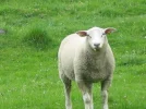Friesach_Mai 2010 (45).webp