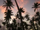 Domrep_0111 023.webp