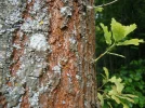 DSCN7174.webp