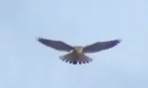 Falke_20150924_01.webp