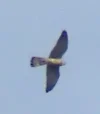 Falke_20150924_02.webp