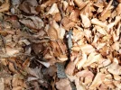 Herbstnatter.webp