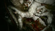 wurzel12.webp