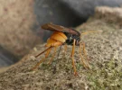 Holzwespe1.webp