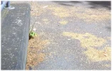 mauerblümchen.webp
