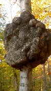 2015-10-24-0128.webp