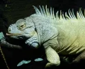 DSCN5339.webp
