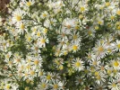 IMG_8993.webp