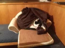 mini katzensofa.webp