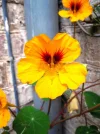 DSCN8147.webp