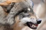 wolf.webp