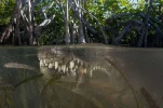 alligator.webp
