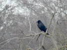 Kraehe_k.webp