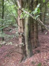Fichte_Buche kl.webp
