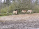 P1000151.webp
