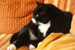 Mickie 029.webp