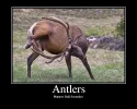 antlers1350753782276.webp