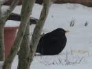 DSCN0333.webp