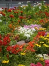 blumenmeer.webp