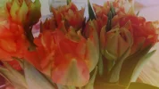 2016-01-30_17.04.15[1].webp