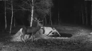Clip0019.webp Clip0019.webp