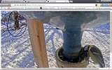 vogel.webp