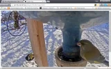 vogel2.webp