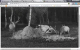 13.webp
