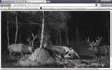 14.webp