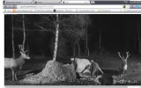 17.webp