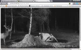 fuchs1.webp